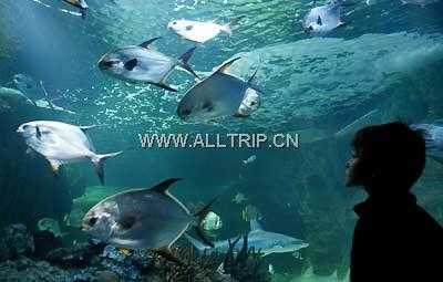 悉尼水族馆