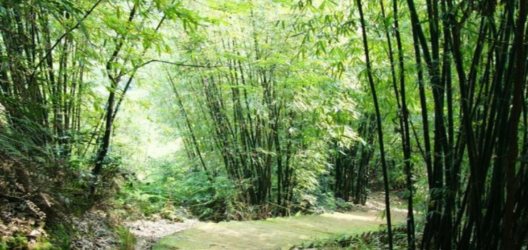 沐川竹海