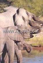 约翰内斯堡动物园