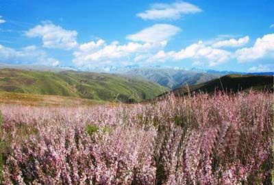 巴尔鲁克山野巴杏自然保护区