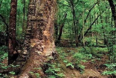 白河自然保护区