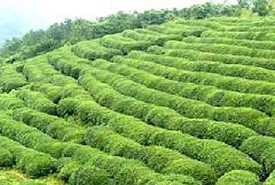 茶山花海生态旅游区
