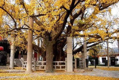 盘县古银杏风景名胜区
