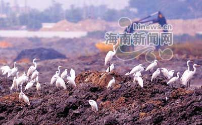 三亚河鸟类保护区
