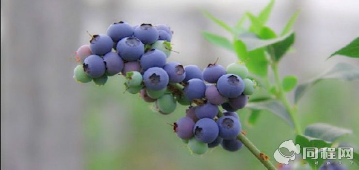 青岛沃苑<em>蓝莓</em>园<em>图片</em>/<em>照片</em>_<em>图片</em>_青岛沃苑<em>蓝莓</em>