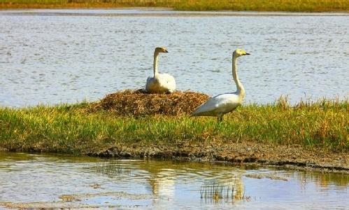 巴音布鲁克天鹅湖