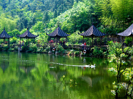古银杏天泉景区