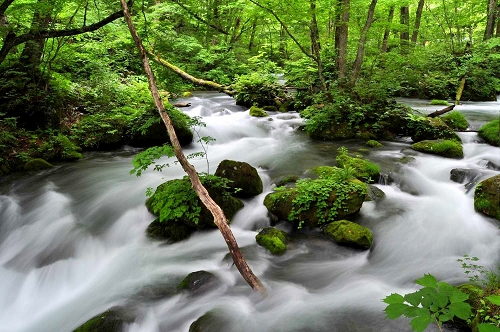 青森奥入濑溪流