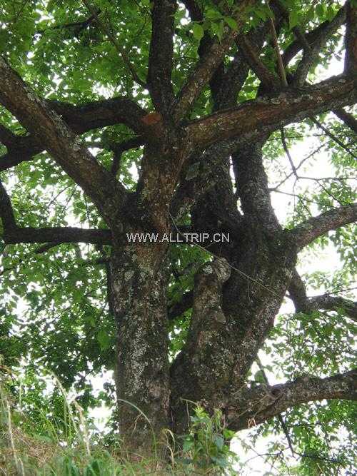 上丰花果山村落