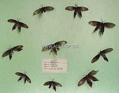 昆虫馆