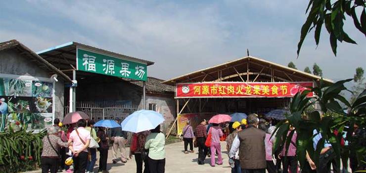 全程旅游网首页 广东 河源旅游 河源旅游景点 福源果场(红肉火龙果)