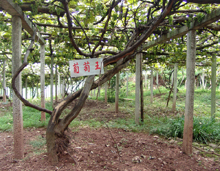 葡萄王