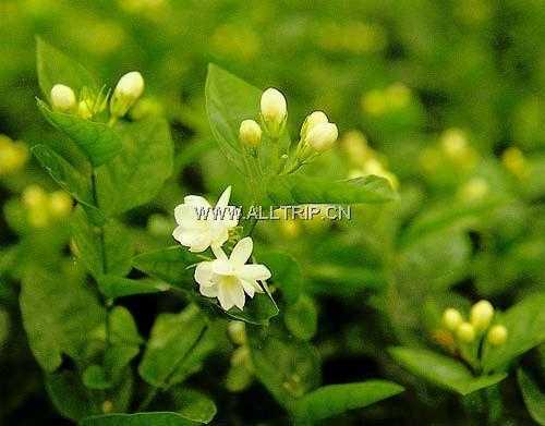 茉莉花之都