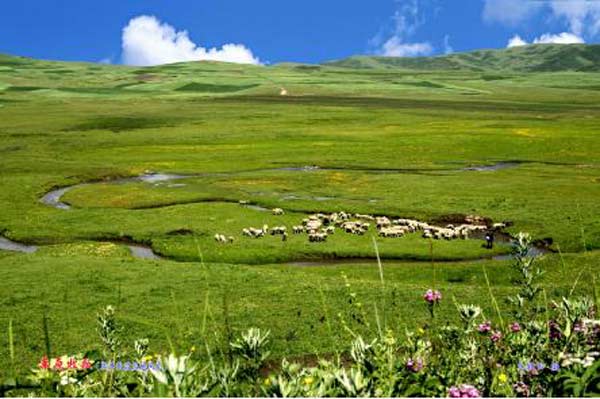 岷县狼渡湿地草原