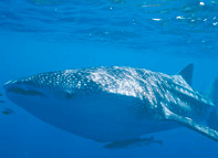 宁格罗海洋公园