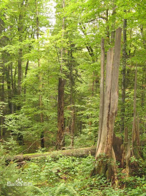 喀尔巴阡山脉原始山毛榉林