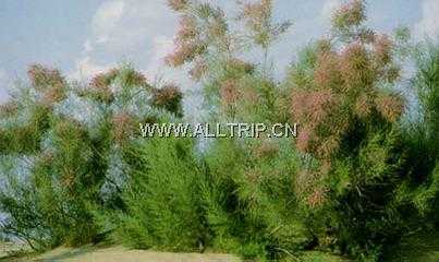 民勤沙生植物园