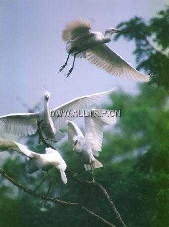 三多桥村白鹭自然保护区