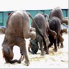 版敦猎象和驯象中心