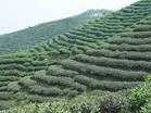 茶园