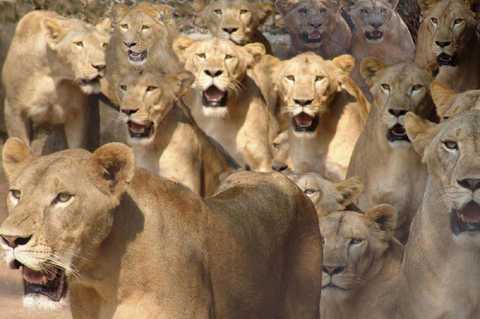 深圳市野生动物园