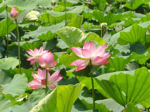 曲苑风荷