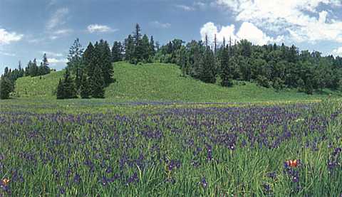 高山花园