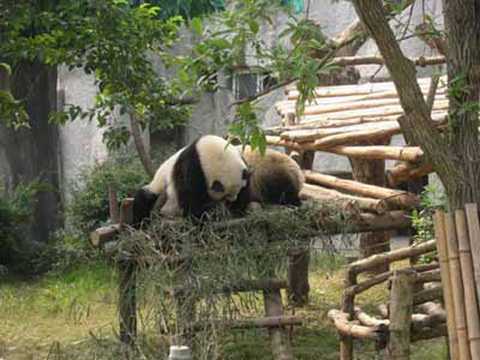 大熊猫繁育基地