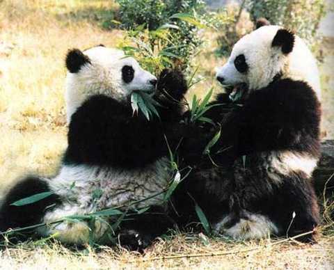 卧龙自然保护区