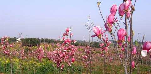 芜湖天鹰景观