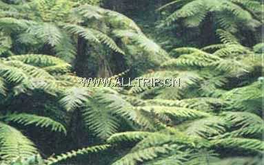 金花桫椤自然保护区