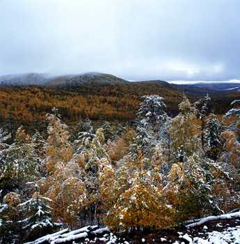 贺兰山原始森林