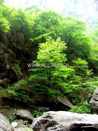 洛阳到云台山两i日游 含小寨沟 红石峡景区  洛阳天天旅游