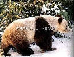 佛坪大熊猫保护区