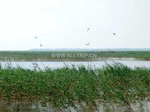 南京到泰州溱湖湿地公园 、兴化千垛油菜花、溱潼古镇纯玩2日游