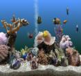 清清水族馆