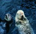 福岛水族馆