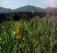 青草坡