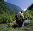大熊猫自然保护区