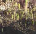 蕨类植物洞