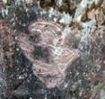 博什瓦黑岩画