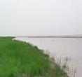 孟津黄河湿地