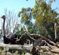 新澳东方鸵鸟观赏园