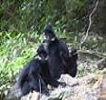 野钟黑叶猴自然保护区