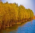 黄河湿地保护区