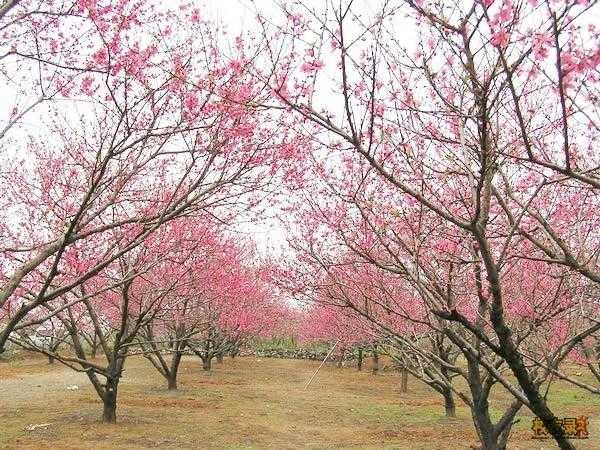 <em>桃花</em>源<em>图片</em>/<em>照片</em>_<em>图片</em>_<em>桃花</em>源_景点_常德_全