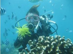去三亚潜水三亚西岛潜水西岛珊瑚礁潜水